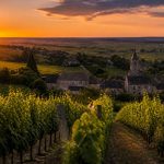 Œnotourisme en Bourgogne : les incontournables à découvrir